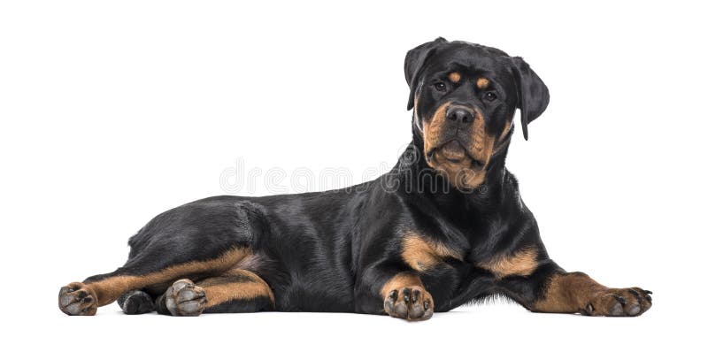 Rottweilerhond die tegen witte achtergrond liggen royalty-vrije stock fotografie Rottweilerhond die tegen witte achtergrond liggen royalty-vrije stock fotografie