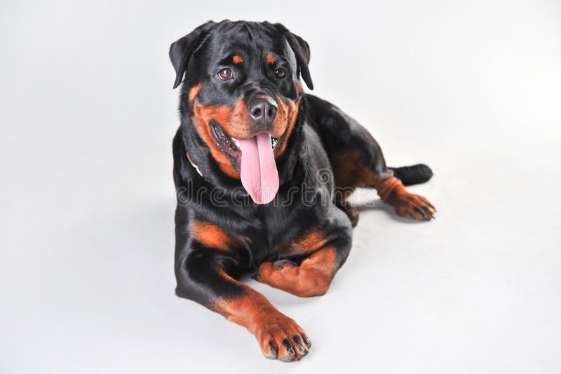 Rottweilerhond op witte achtergrond wordt ge?soleerd die stock afbeelding Rottweilerhond op witte achtergrond wordt ge?soleerd die stock afbeelding