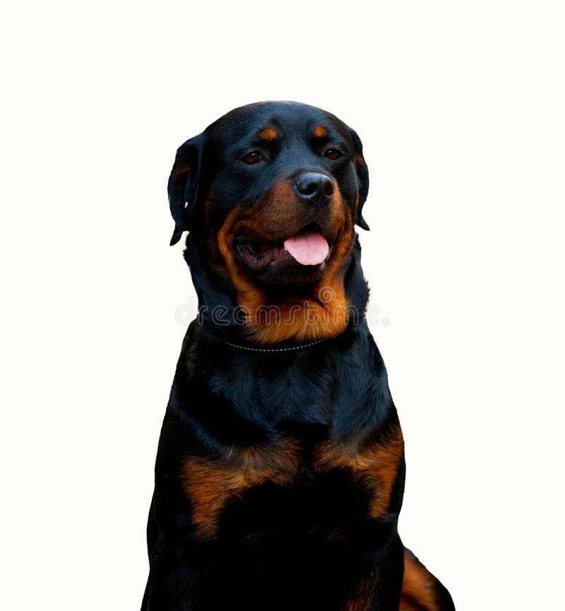 Rottweilerhond op witte achtergrond wordt geïsoleerd die stock foto Rottweilerhond op witte achtergrond wordt geïsoleerd die stock foto