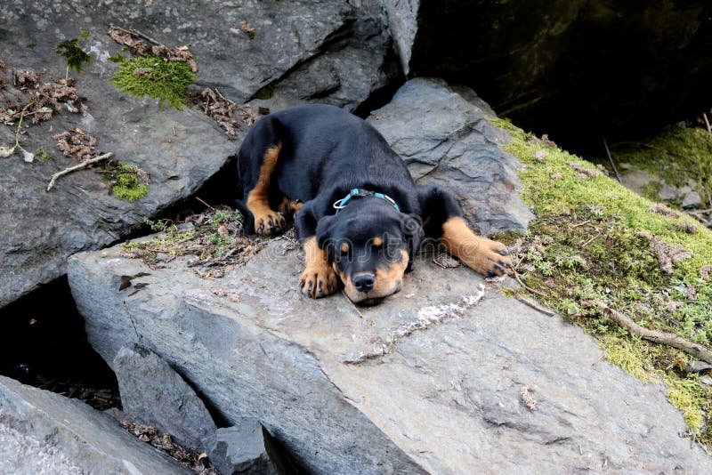 Cute Rottweiler dog puppy is sleepy laying on a rock. Cute Rottweiler dog puppy is sleepy laying on a rock