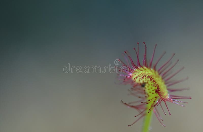 Drosera rotundifolia imagem de stock
