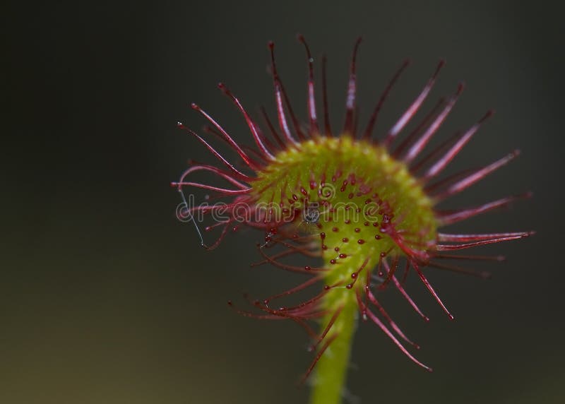 Drosera rotundifolia fotografia de stock royalty free