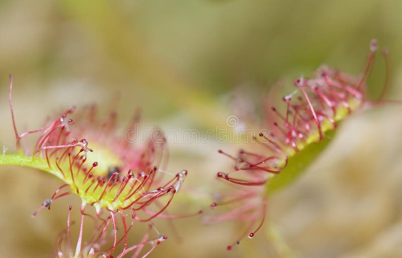 Drosera rotundifolia imagens de stock royalty free