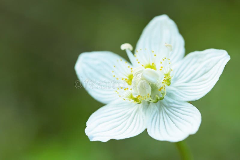 Drosera rotundifolia foto de stock royalty free