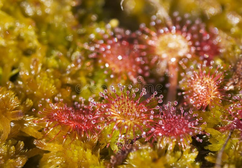 Drosera rotundifolia imagem de stock