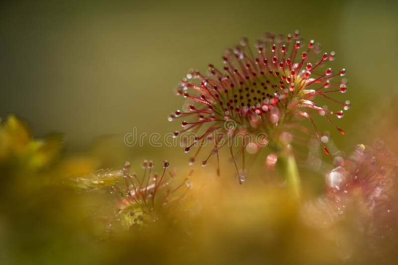 Drosera rotundifolia imagens de stock