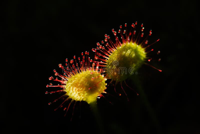 Rotundifolia do Drosera fotos de stock