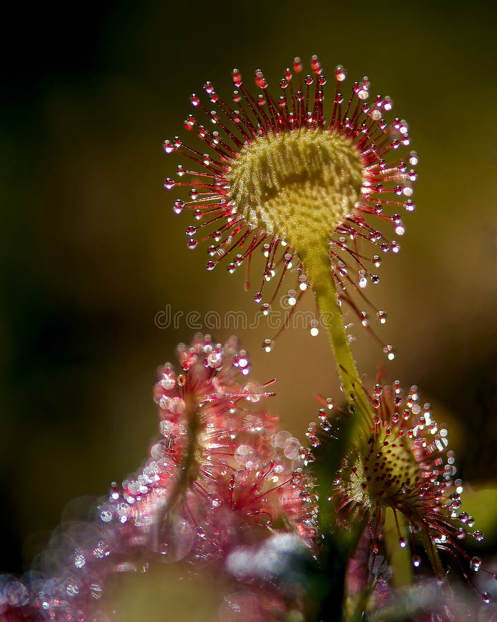 Rotundifolia do Drosera fotografia de stock Rotundifolia do Drosera fotografia de stock