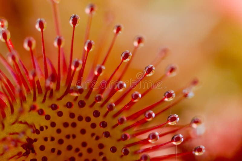 Drosera rotundifolia fotografia de stock