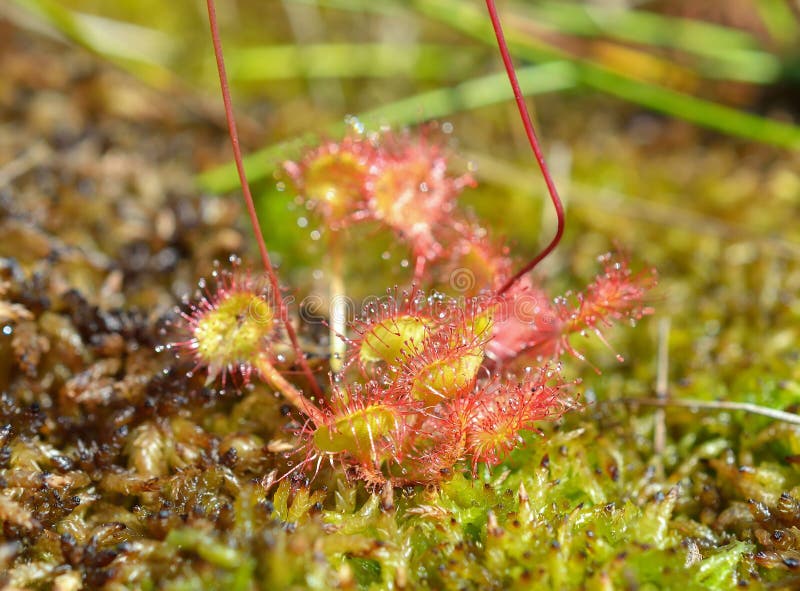 Rotundifolia do Drosera, a drósera redondo-com folhas ou drósera comum fotografia de stock royalty free