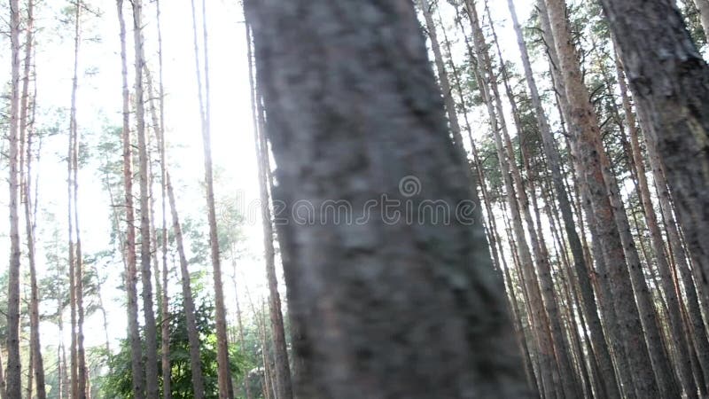 Roturas de Sun a través del bosque del pino