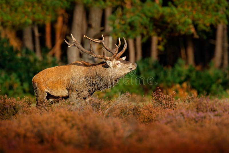 Rotwild, Brunst in NP Hoge Veluwe, die Niederlande Rotwildhirsch, brüllen majestätisches starkes erwachsenes Tier außerhalb des H stockbild Rotwild, Brunst in NP Hoge Veluwe, die Niederlande Rotwildhirsch, brüllen majestätisches starkes erwachsenes Tier außerhalb des H stockbild