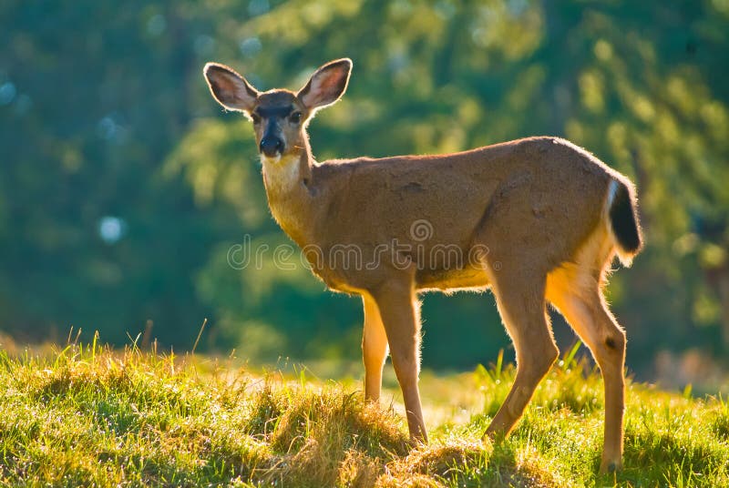 Rotwild des weißen Schwanzes in einer Wiese lizenzfreies stockfoto Rotwild des weißen Schwanzes in einer Wiese lizenzfreies stockfoto