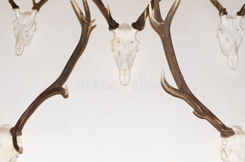 Geweih Stockfotos und Bilder - Laden Sie 30,987 lizenzfreie Fotos herunter
