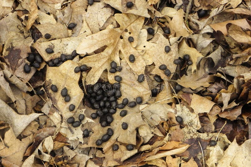  ROTWILD-HECK AUF BROWN-BLÄTTERN stockbilder
