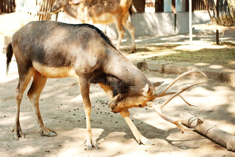 Rotwild im Zoo stockbild Rotwild im Zoo stockbild