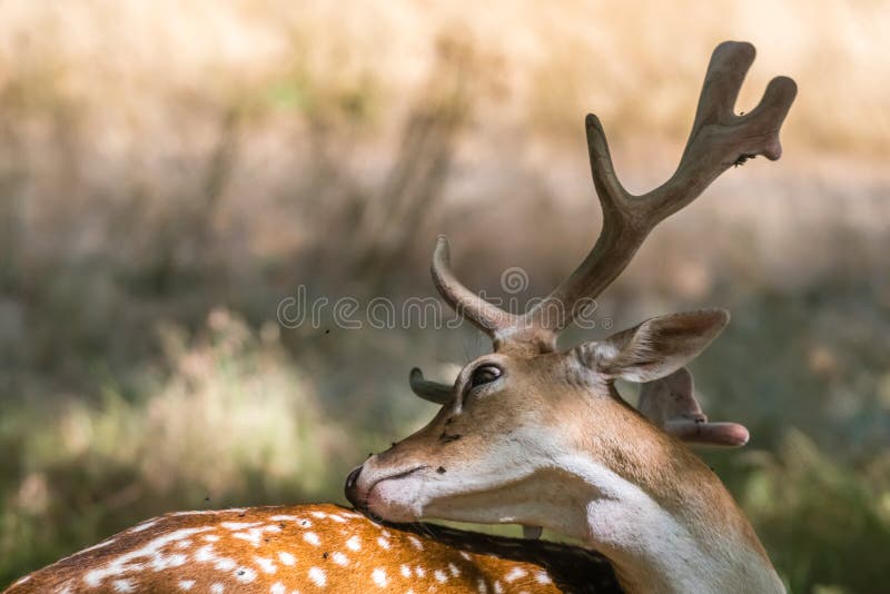 Rotwild störten, indem sie Fliegen in Angriff nahmen stockfotos Rotwild störten, indem sie Fliegen in Angriff nahmen stockfotos