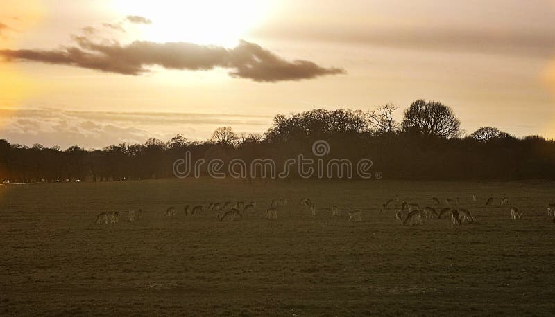 Rotwildanvisieren im Sonnenuntergang bei Richmond Park, London stockfotografie Rotwildanvisieren im Sonnenuntergang bei Richmond Park, London stockfotografie