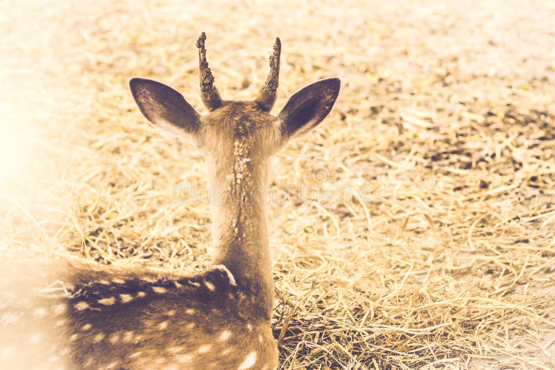 Rotwildhirsch, der auf dem Gebiet am Rand des forestsepia Weinlesetones sitzt Naturhintergrund der wild lebenden Tiere stockbilder Rotwildhirsch, der auf dem Gebiet am Rand des forestsepia Weinlesetones sitzt Naturhintergrund der wild lebenden Tiere stockbilder