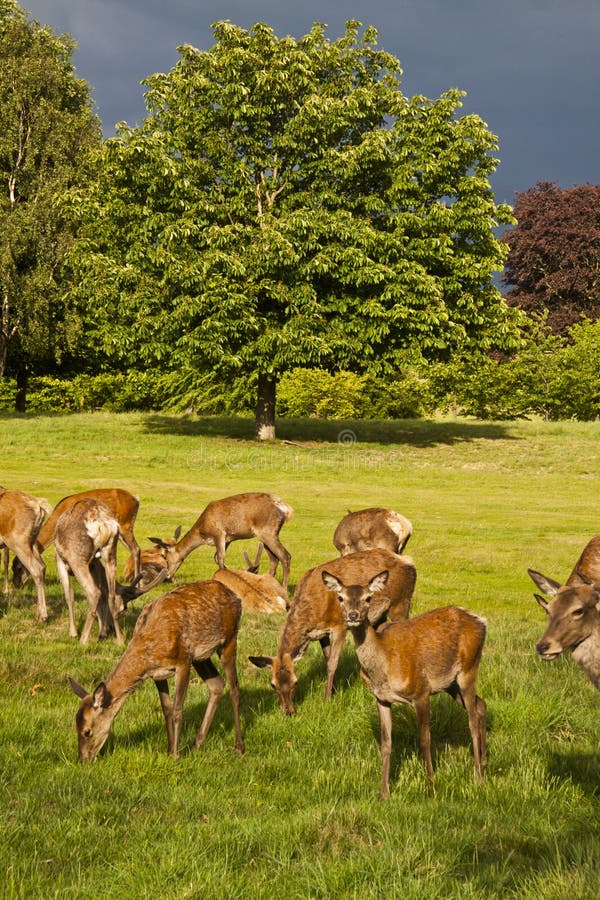 Wollaton park with free roaming deer, taken with the sun low nottingham uk. Wollaton park with free roaming deer, taken with the sun low nottingham uk