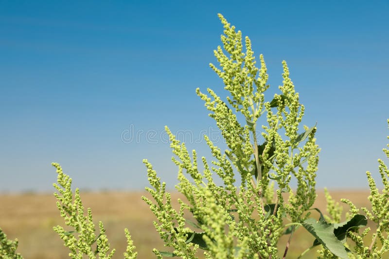 Rotzunge Ambrosia-Gattung im Freien am Sonnentag stockbild