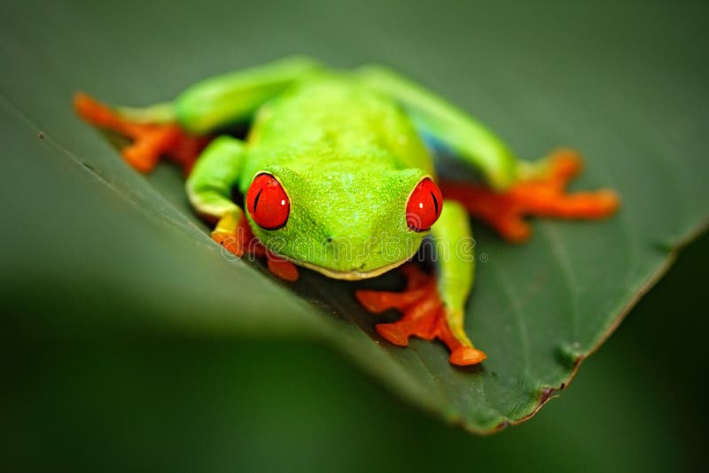Rotäugiger Baum-Frosch, Agalychnis-callidryas, Tier mit großen roten Augen, im Naturlebensraum, Panama