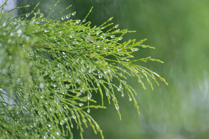 Roua de dimineață pe frunzele copacului de focă de plajă casuarina equisetifolia royalty free stock photography