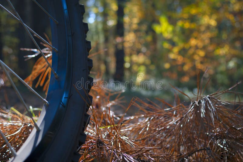 Roue de bicyclette sur les aiguilles oranges de pin dans les feuilles de Forest With Blurred Bright Autumn photo stock Roue de bicyclette sur les aiguilles oranges de pin dans les feuilles de Forest With Blurred Bright Autumn photo stock