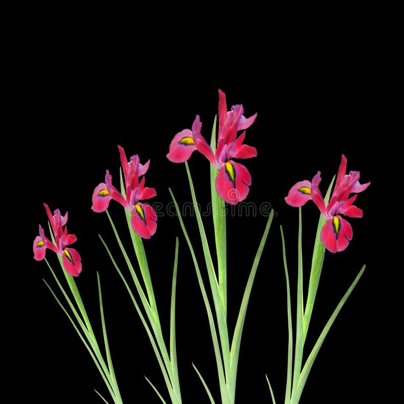 rouge d'iris de fleur de beauté image libre de droits rouge d'iris de fleur de beauté image libre de droits