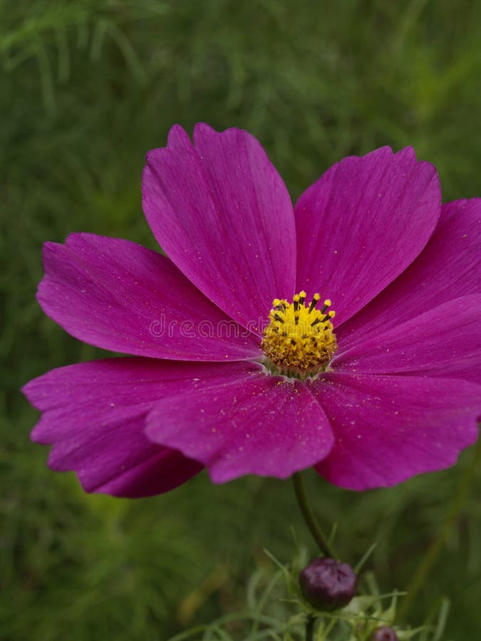 Rouge 04 de belvédère de bipinnatus de cosmos photos stock Rouge 04 de belvédère de bipinnatus de cosmos photos stock
