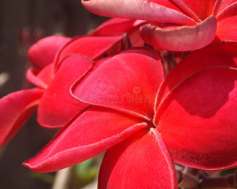 Plumeria flowers are most fragrant at night in order to lure sphinx moths to pollinate them. Plumeria flowers are most fragrant at night in order to lure sphinx moths to pollinate them.