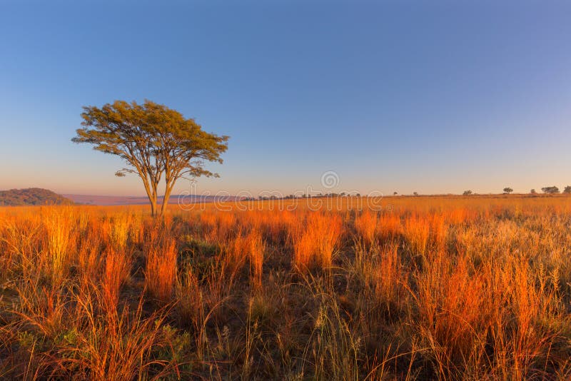 Rouge et herbe colorée par jaune au lever de soleil photo stock Rouge et herbe colorée par jaune au lever de soleil photo stock