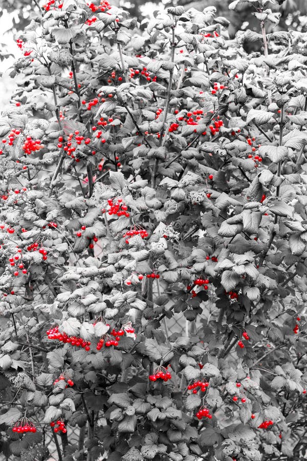 Rouge sur le noir, tellement après tout ce viburnum curatif de baies ! images stock Rouge sur le noir, tellement après tout ce viburnum curatif de baies ! images stock