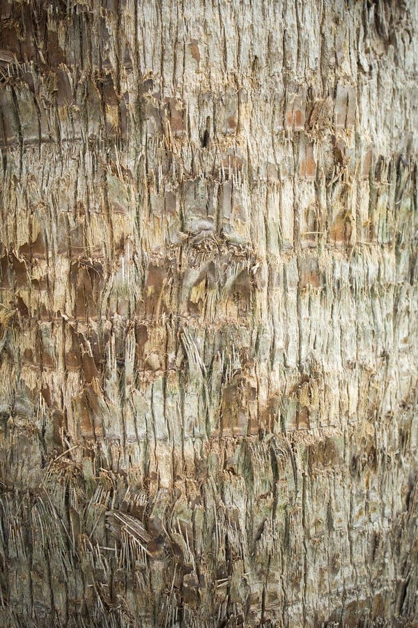 Rough Brown Palm Tree Wood Bark Natural Texture Background. Stock Photo