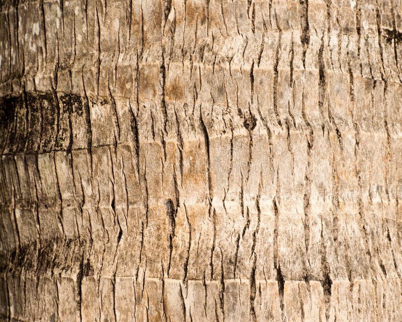 Rough Brown Palm Tree Wood Bark Natural Texture Background. Stock Image