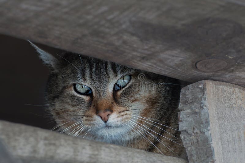 Rough cat look stock photo. Image of ruins, czech, look 210786022