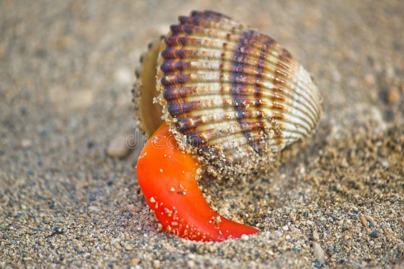 Rough cockle sea shell out of its armor