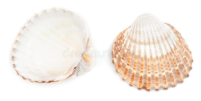 Rough Cockle Shell (Acanthocardia Tuberculata)