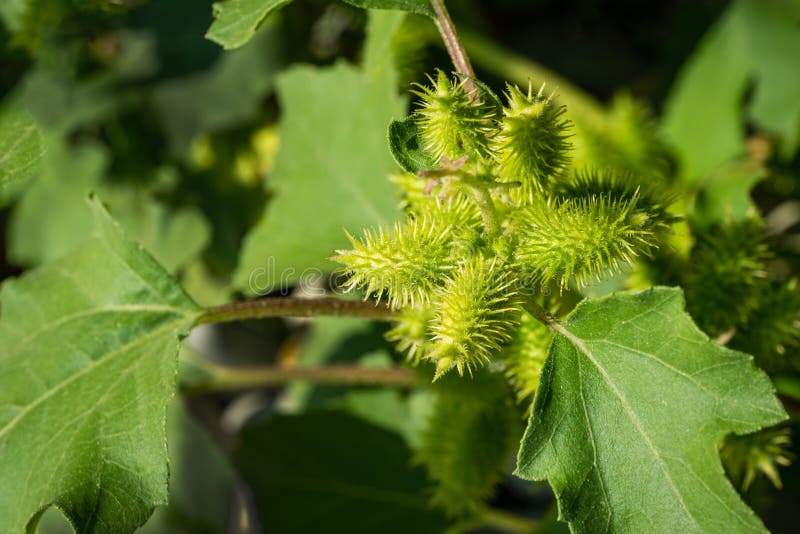 Rough cocklebur green seeds close-up Xanthium strumarium. Detail of the leaves and seeds