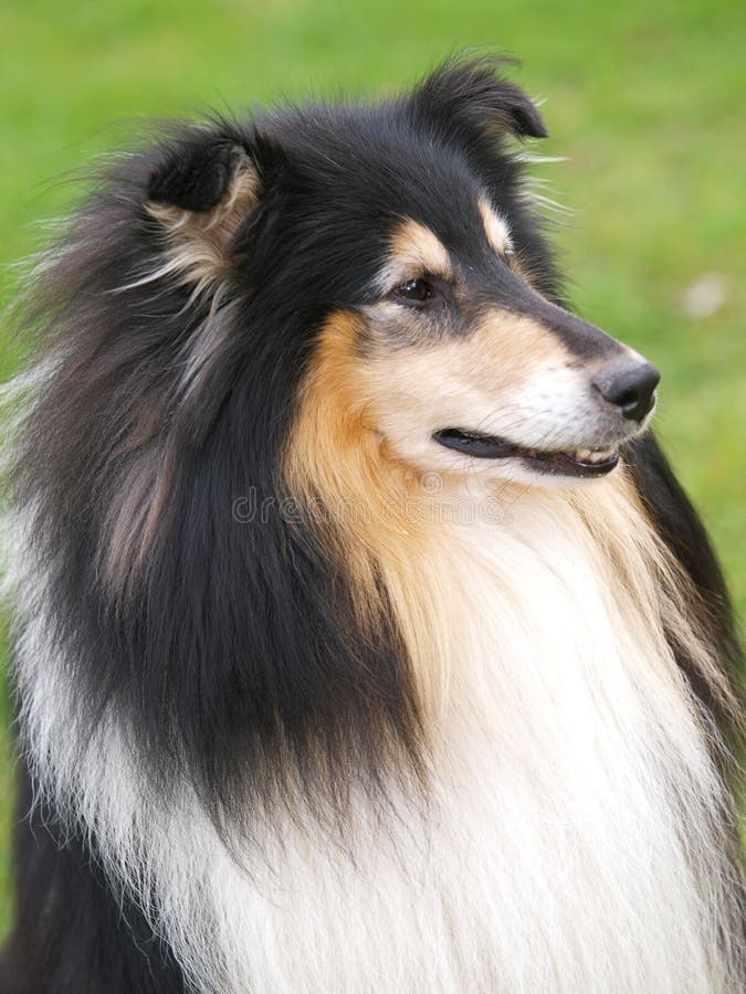 Rough Collie Dog stock photo. Image of puppy, outdoors 24564952