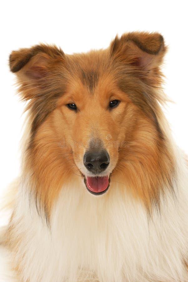 Collie Dog Rough Collie Lassie Red Photo Background And Picture For Free  Download - Pngtree