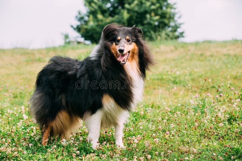 Lassie dog sitting stock image. Image of female, dogs - 70737099