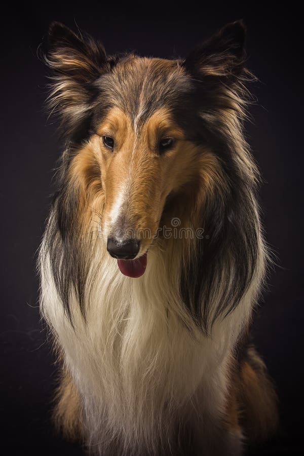 Rough Collie Scottish Shepherd Lassie Sable Color Stock Image