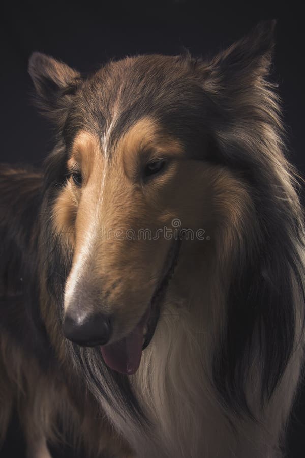 Rough collie - Scottish shepherd (lassie). sable color.