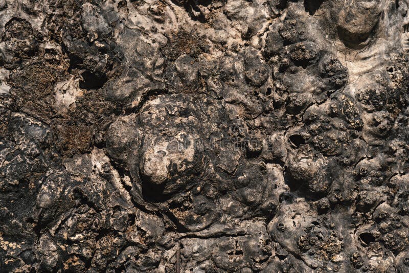 Close up of a dead tree royalty free stock image Close up of a dead tree royalty free stock image