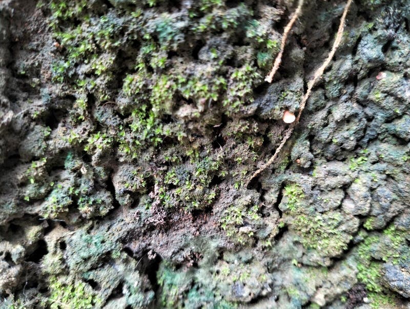 Rough, dark rock or tree trunk surface covered in bright green moss stock photography