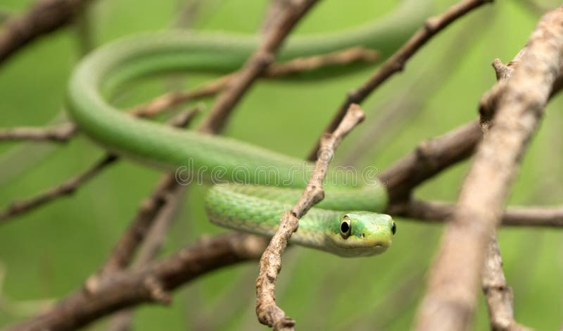 milk snake