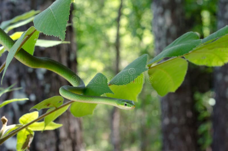 Rough Green Snake