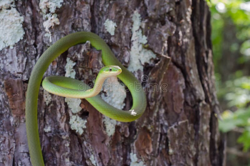 Rough Green Snake