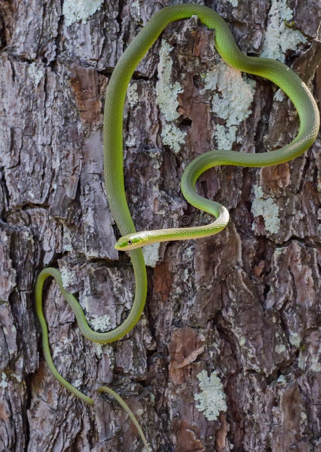 Rough Green Snake